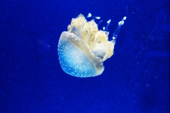Jellyfish - Granada (Spain)