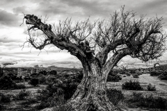 Wild West - Tabernas (Almería - Spain)